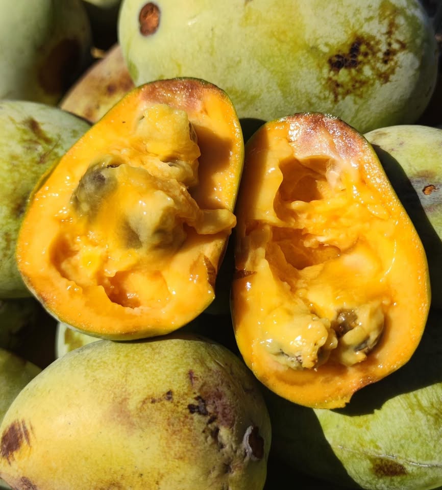 Evento I & Le Custodi del Cibo Mostra – Mercato dei Produttorə Indipendenti Locandina I & Le Custodi del Cibo Mostra – Mercato dei Produttorə Indipendenti - mercoledì 26 agosto ore 16:00 - 18:00