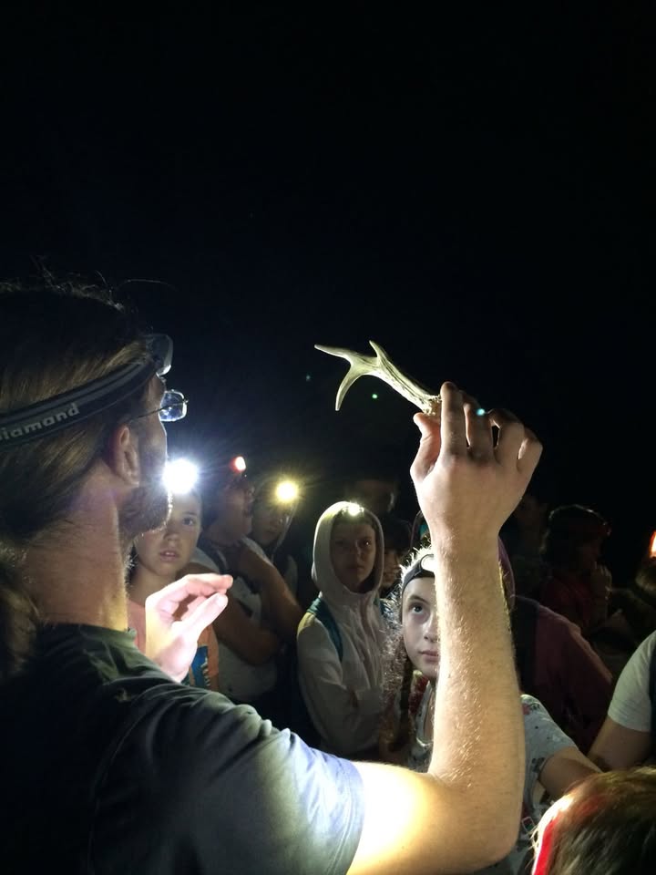 Evento Il bosco di Notte – Escursione notturna Locandina Il bosco di Notte – Escursione notturna - da venerdì 9 luglio - venerdì 24 settembre 2021 ore 20:00 ore 22:30