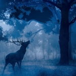 Immagine evento Il bramito del Cervo all’equinozio emozione e magia d’inizio autunno a Terenzo (PR) Il bramito del Cervo all'equinozio emozione e magia d'inizio autunno a Terenzo (PR) il 19 settembre 2026