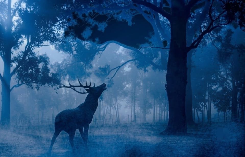 Evento Il bramito del Cervo all’equinozio emozione e magia d’inizio autunno Locandina Il bramito del Cervo all’equinozio emozione e magia d’inizio autunno - domenica 20 settembre ore 18:30 - 20:30