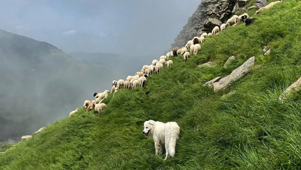 Evento In cammino col pastore (in ascolto di coesistenza) Locandina In cammino col pastore (in ascolto di coesistenza) - da sabato 22 agosto - domenica 23 agosto 2026 ore 16:00 ore 16:30