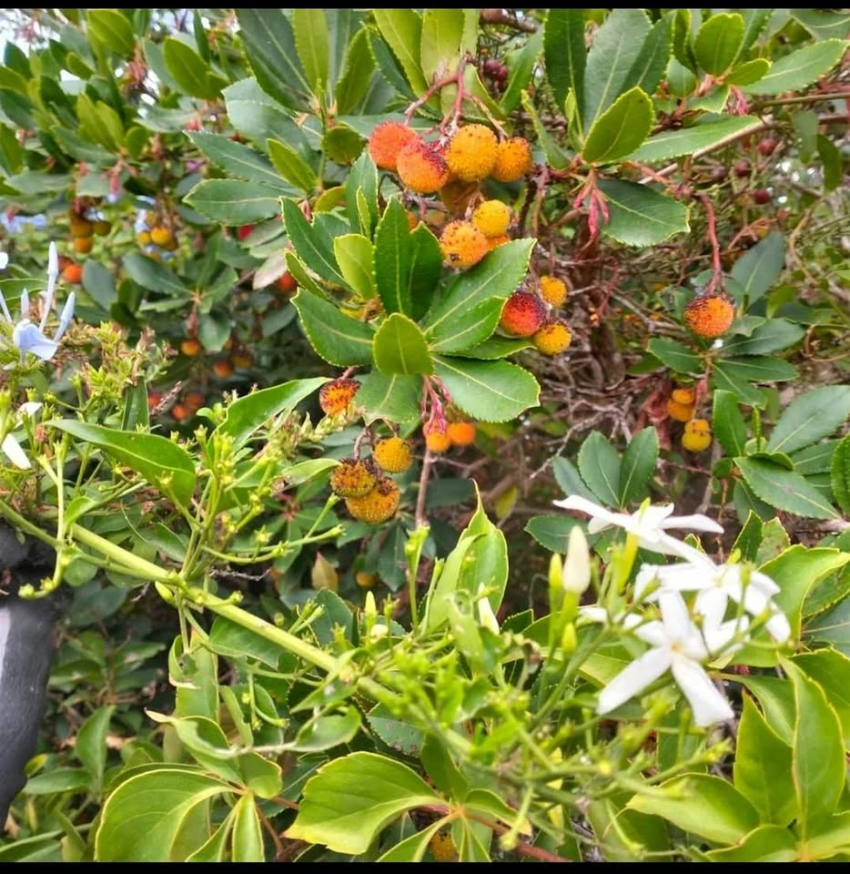 Evento Lab Botanica! Impariamo A Costruire Un Orto – Giardino In Vaso Locandina Lab Botanica! Impariamo A Costruire Un Orto – Giardino In Vaso - sabato 12 settembre ore 10:00 - 11:00
