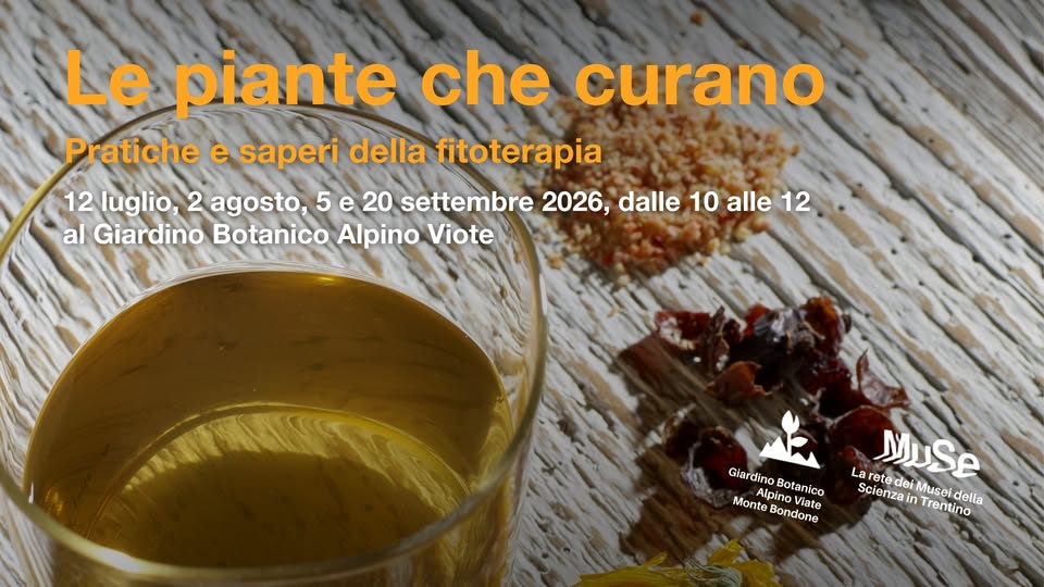 Evento Le piante che curano. Pratiche e saperi della fitoterapia Locandina Le piante che curano. Pratiche e saperi della fitoterapia - da domenica 12 luglio - domenica 20 settembre 2026 ore 10:00 ore 12:00