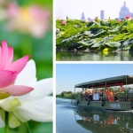Immagine evento MANTOVA e la fioritura dei FIORI di LOTO escursione in BARCA a Mantova (MN) MANTOVA e la fioritura dei FIORI di LOTO escursione in BARCA a Mantova (MN) il 21 agosto - 23 agosto 2026