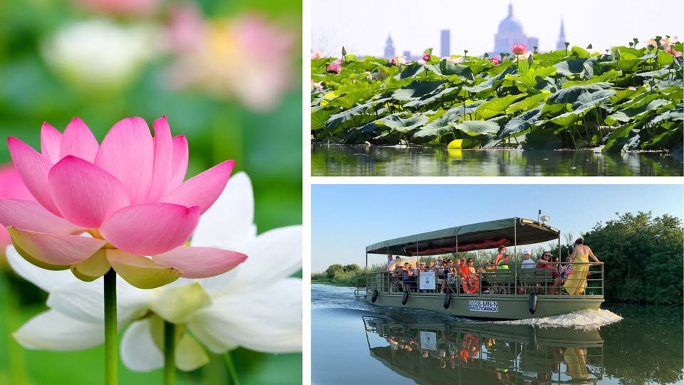 Evento MANTOVA e la fioritura dei FIORI di LOTO escursione in BARCA Locandina MANTOVA e la fioritura dei FIORI di LOTO escursione in BARCA - da venerdì 21 agosto - domenica 23 agosto 2026 ore 16:30 ore 19:30