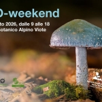 Immagine evento MICO – weekend a Trento (TN) MICO - weekend a Trento (TN) il 29 agosto - 30 agosto 2026