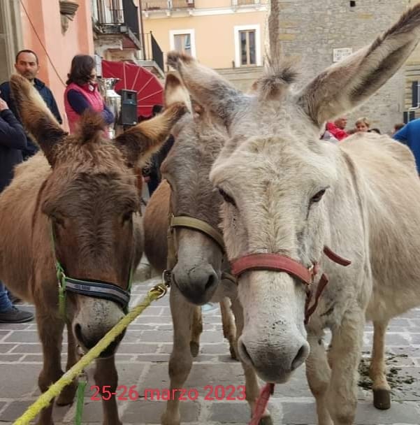 Evento Palio dei Somari Sindaci – Amatrice 2023 Locandina Palio dei Somari Sindaci – Amatrice 2023 - da sabato 25 marzo - domenica 26 marzo 2023 ore 11:00 ore 20:00