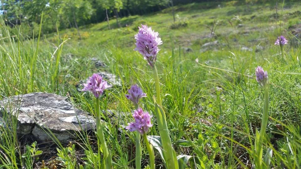 Evento Passeggiata botanica e laboratorio con pranzo in rifugio Locandina Passeggiata botanica e laboratorio con pranzo in rifugio - sabato 1 giugno ore 10:00 - 17:00