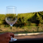Immagine evento Passeggiata con degustazione tra le vigne – Centopassi a San Cipirello (PA) No photo description available.