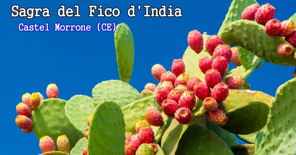 Evento Sagra del Fico d’India. Castel Morrone (CE) Locandina Sagra del Fico d’India. Castel Morrone (CE) - da lunedì 3 agosto - domenica 6 settembre 2026 ore 19:00 ore 23:59