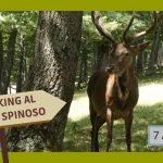 Immagine evento Trekking al Ranco Spinoso escursione e osservazione degli animali a Sestino (AR) No photo description available.
