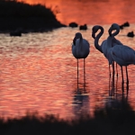 Immagine evento Animali al tramonto a Piombino (LI) Animali al tramonto a Piombino (LI) il 25 agosto agosto - 29 settembre 2026