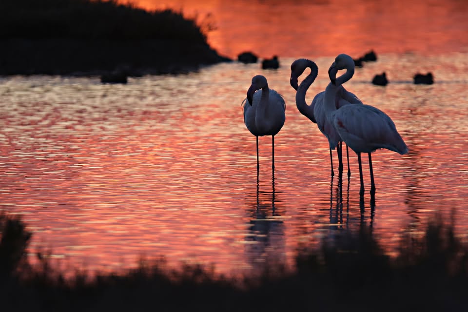 Evento Animali al tramonto Locandina Animali al tramonto - da martedì 25 agosto - martedì 29 settembre 2026 ore 17:00 ore 19:30