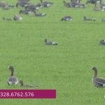 Immagine evento Birdwatching al Delta del Po a Argenta (FE) Birdwatching al Delta del Po a Argenta (FE) il 14 novembre - 15 novembre 2026