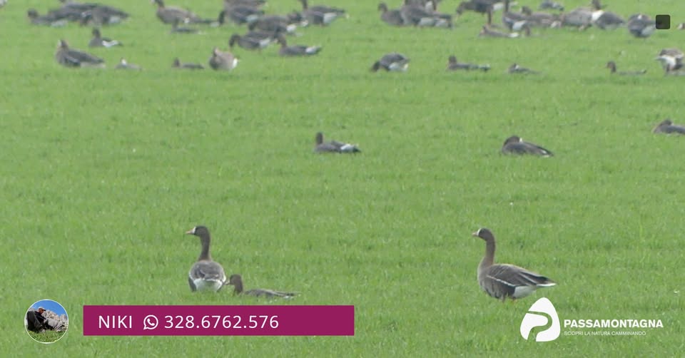 Evento Birdwatching al Delta del Po Locandina Birdwatching al Delta del Po - da sabato 14 novembre - domenica 15 novembre 2026 ore 08:00 ore 17:30