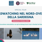 Immagine evento Birdwatching nel nord – ovest della Sardegna a Stintino (SS) No photo description available.