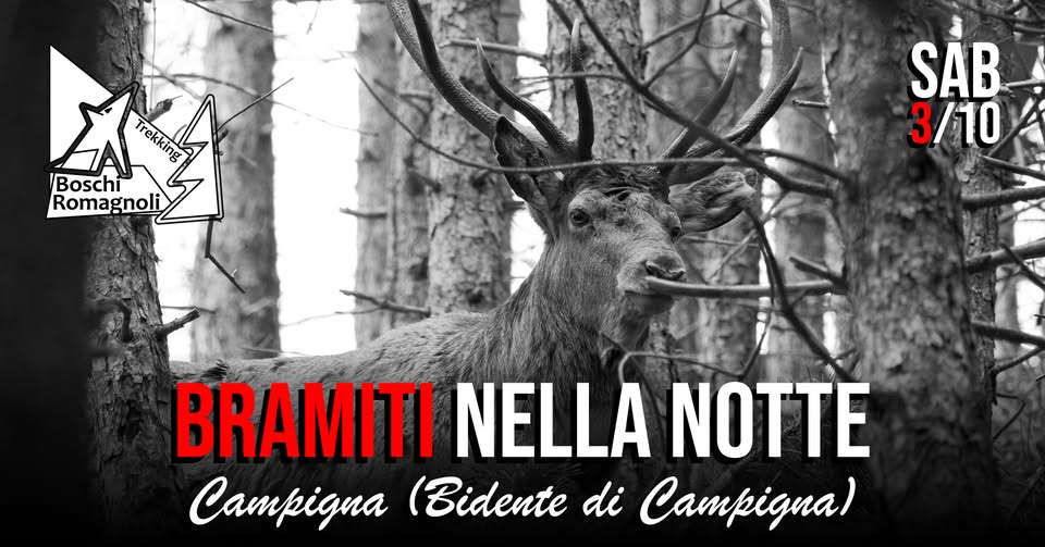 Evento Bramiti nella notte – Campigna (Bidente di Campigna) Locandina Bramiti nella notte – Campigna (Bidente di Campigna) - sabato 3 ottobre ore 21:00 - 23:00
