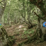 Immagine evento Dalle vette del Terminillo alla magia del Bosco Sacro a Posta (RI) Dalle vette del Terminillo alla magia del Bosco Sacro a Posta (RI) il 3 ottobre - 4 ottobre 2026