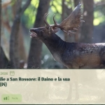 Immagine evento Escursione per Famiglie a San Rossore il Daino e la sua Stagione dell’Amore (Pi) a Pisa (PI) Escursione per Famiglie a San Rossore il Daino e la sua Stagione dell'Amore (Pi) a Pisa (PI) il 10 ottobre 2026