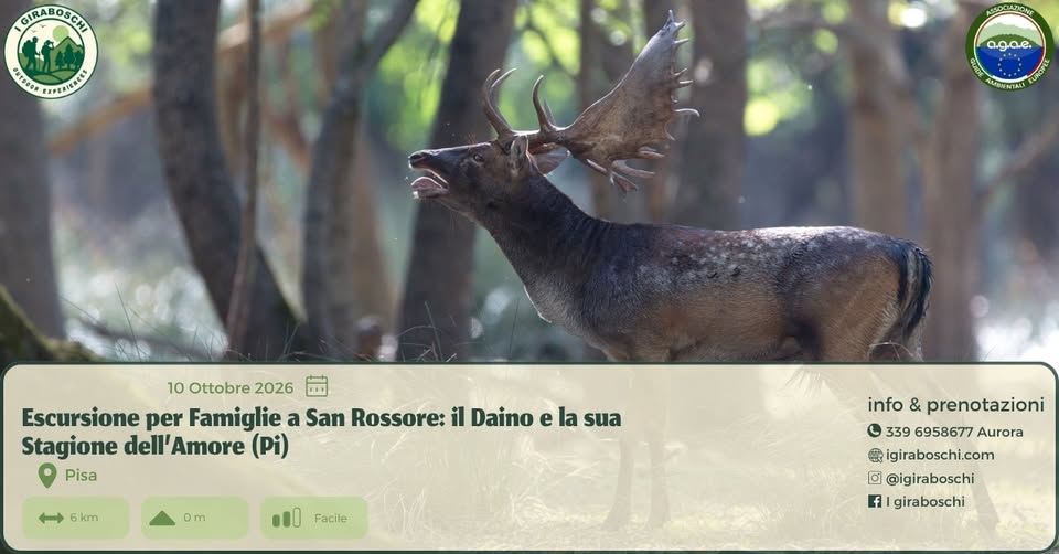 Evento Escursione per Famiglie a San Rossore il Daino e la sua Stagione dell’Amore (Pi) Locandina Escursione per Famiglie a San Rossore il Daino e la sua Stagione dell’Amore (Pi) - sabato 10 ottobre ore 15:00 - 17:00