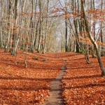 Immagine evento Faggeta Vetusta del monte Raschio, lago di Bracciano a Roma (RM) Faggeta Vetusta del monte Raschio, lago di Bracciano a Roma (RM) il 4 ottobre 2026