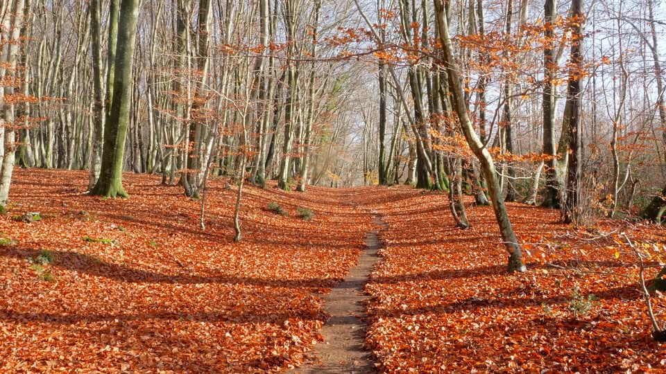 Evento Faggeta Vetusta del monte Raschio, lago di Bracciano Locandina Faggeta Vetusta del monte Raschio, lago di Bracciano - domenica 4 ottobre ore 09:15 - 11:15