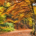 Immagine evento Foliage Etna dalla grotta dei Ladroni alla Cerrita dell’Etna a Milo (CT) Foliage Etna dalla grotta dei Ladroni alla Cerrita dell'Etna a Milo (CT) il 15 novembre 2026
