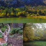 Foliage sulle Madonie Piano Zucchi fino al laghetto Mandria del Conte a Polizzi Generosa (PA) il 31 ottobre 2026
