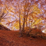 Immagine evento Foliage sull’Etna Trekking fino al Rifugio Timparossa a Linguaglossa (CT) Foliage sull'Etna Trekking fino al Rifugio Timparossa a Linguaglossa (CT) il 24 ottobre 2026