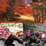 Immagine evento Foliage sull’Etna Trekking fino alla grotta dei Lamponi a Linguaglossa (CT) Foliage sull'Etna Trekking fino alla grotta dei Lamponi a Linguaglossa (CT) il 8 novembre 2026
