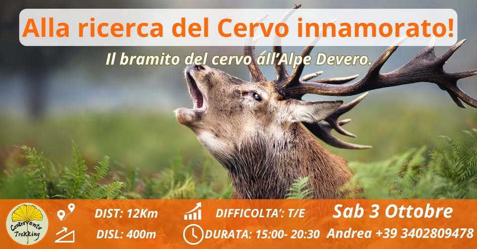 Evento Il Bramito al Devero, alla ricerca del Cervo Innamorato Locandina Il Bramito al Devero, alla ricerca del Cervo Innamorato - sabato 3 ottobre ore 15:00 - 20:00