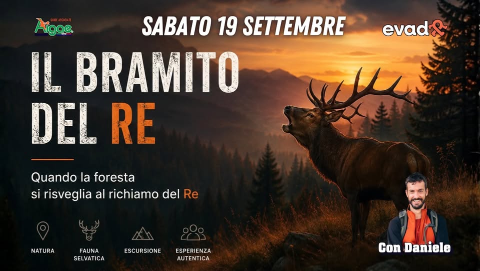 Evento Il bramito del Re – Escursione Naturalistica Serale Locandina Il bramito del Re – Escursione Naturalistica Serale - sabato 19 settembre ore 15:30 - 17:30