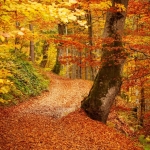 il sentiero dei Patriarchi Foliage nel bosco incantato di Malabotta a Torregrotta (ME) il 8 novembre 2026