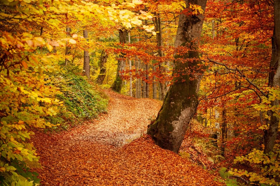 Evento il sentiero dei Patriarchi Foliage nel bosco incantato di Malabotta Locandina il sentiero dei Patriarchi Foliage nel bosco incantato di Malabotta - domenica 8 novembre ore 10:00 - 16:00