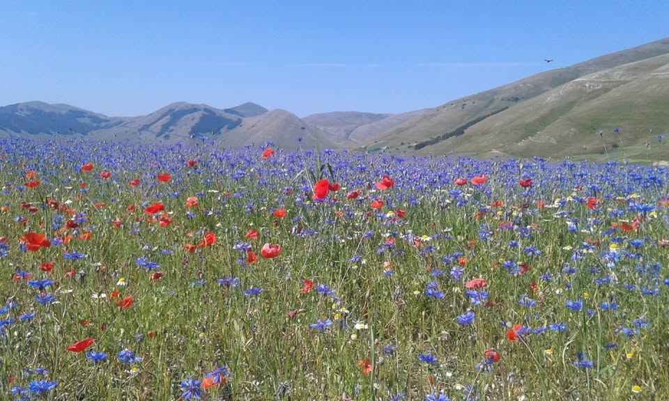 Evento La Magica Fioritura di Castelluccio Locandina La Magica Fioritura di Castelluccio - lunedì 28 giugno ore 16:30 - 19:30