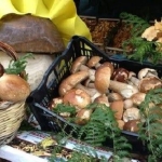 Immagine evento Sagra dei Funghi. Cusano Mutri (BN) a Cusano Mutri (BN) Sagra dei Funghi. Cusano Mutri (BN) a Cusano Mutri (BN) il 25 settembre settembre - 18 ottobre 2026