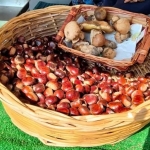 Immagine evento Sagra della Castagna e del Fungo Porcino. Sipicciano (CE) a Sipicciano (CE) Sagra della Castagna e del Fungo Porcino. Sipicciano (CE) a Sipicciano (CE) il 3 ottobre - 4 ottobre 2026