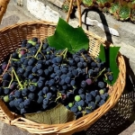 Immagine evento Sagra dell’Uva Fragola. Roccagorga (LT) a Roccagorga (LT) Sagra dell'Uva Fragola. Roccagorga (LT) a Roccagorga (LT) il 4 ottobre 2026