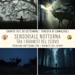 Immagine evento Sensoriale Notturna tra i Bramiti del Cervo a Poppi (AR) Sensoriale Notturna tra i Bramiti del Cervo a Poppi (AR) il 19 settembre - 26 settembre 2026