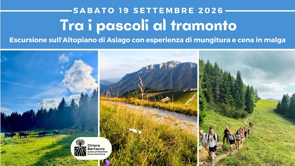Evento TRA I PASCOLI AL TRAMONTO Escursione in Altopiano con esperienza di mungitura e cena in malga Locandina TRA I PASCOLI AL TRAMONTO Escursione in Altopiano con esperienza di mungitura e cena in malga - sabato 19 settembre ore 15:00 - 21:00