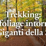 Immagine evento Trekking Il foliage intorno ai Giganti della Sila a Spezzano della Sila (CS) Trekking Il foliage intorno ai Giganti della Sila a Spezzano della Sila (CS) il 18 ottobre ottobre - 15 novembre 2026
